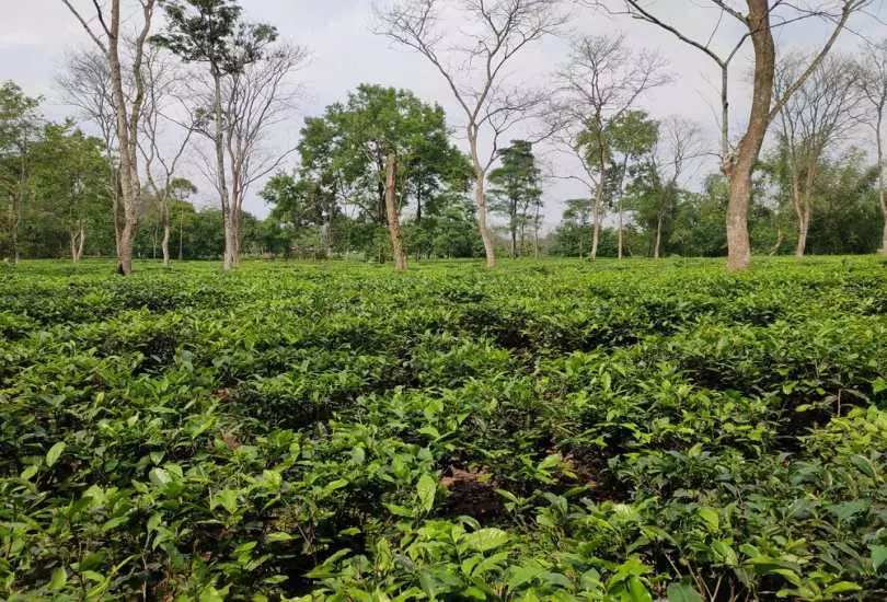 Digboi