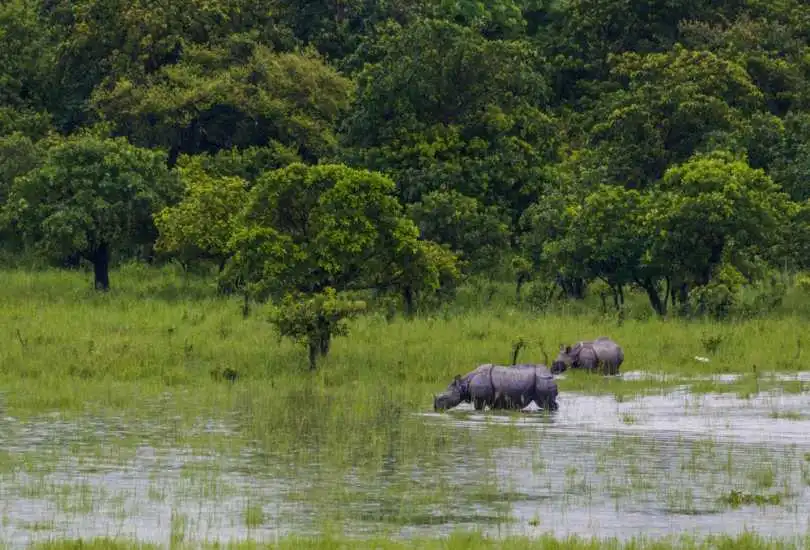 Pobitora Wildlife Sanctuary