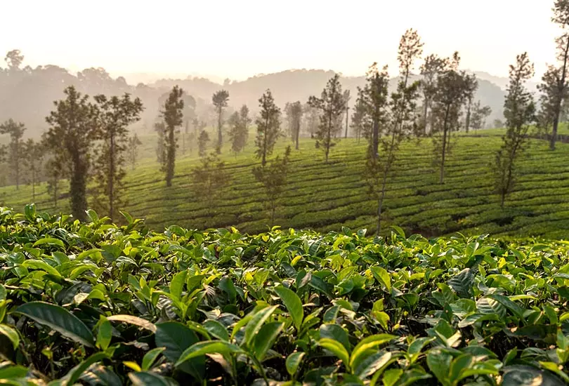 Coorg