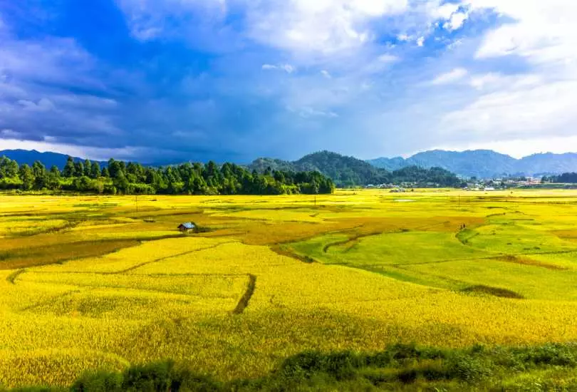 Ziro