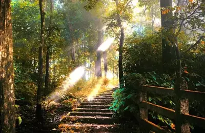 dandeli