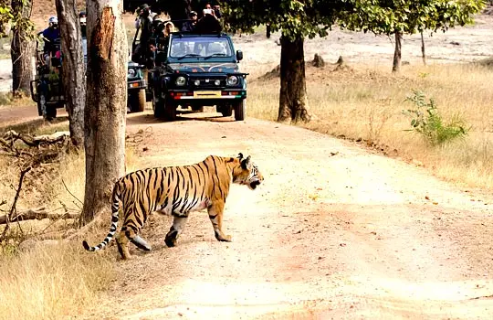 Pench National Park 