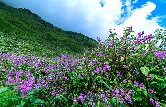 Valley of Flowers, Uttarakhand 